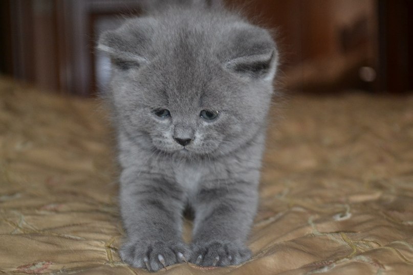 Игорь Максименко | Киев