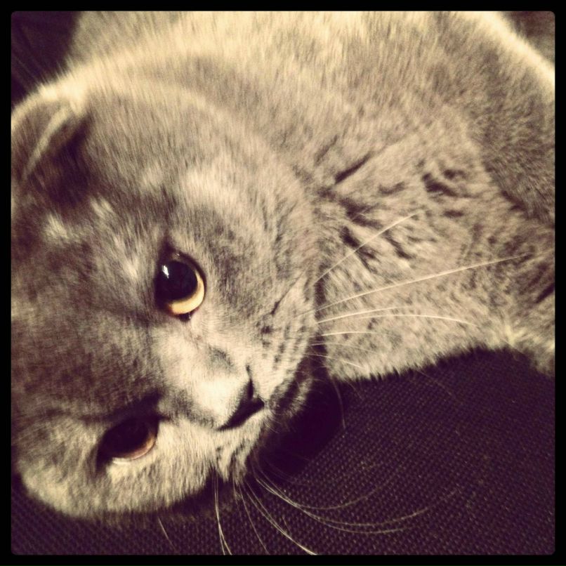 Дина Гончарова | 