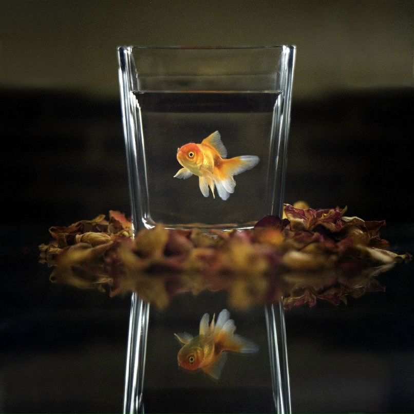 Таня Мазурик | Житомир