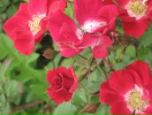 №2, Елена Афонина, 1.10.1978, 47 лет, Санкт-Петербург, Россия