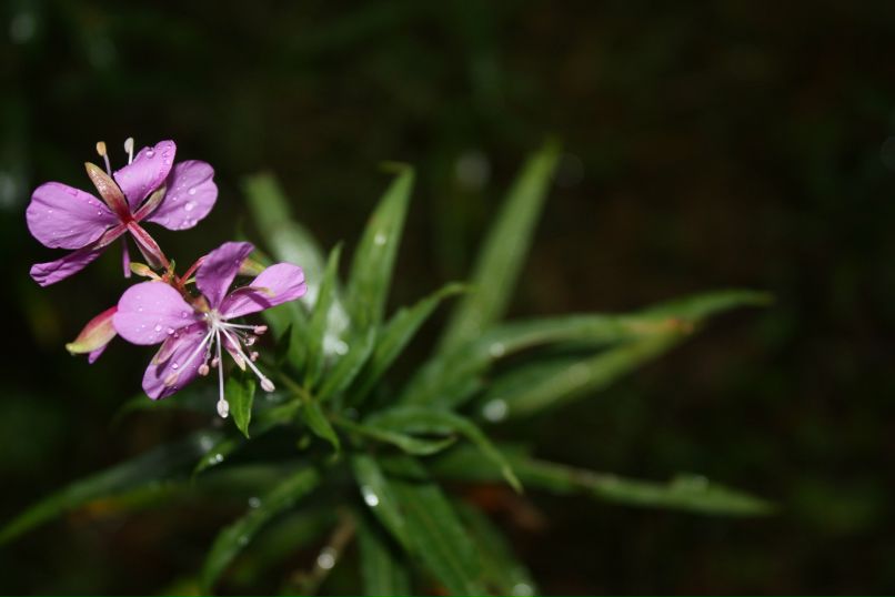 Julia Roqacheva | Москва