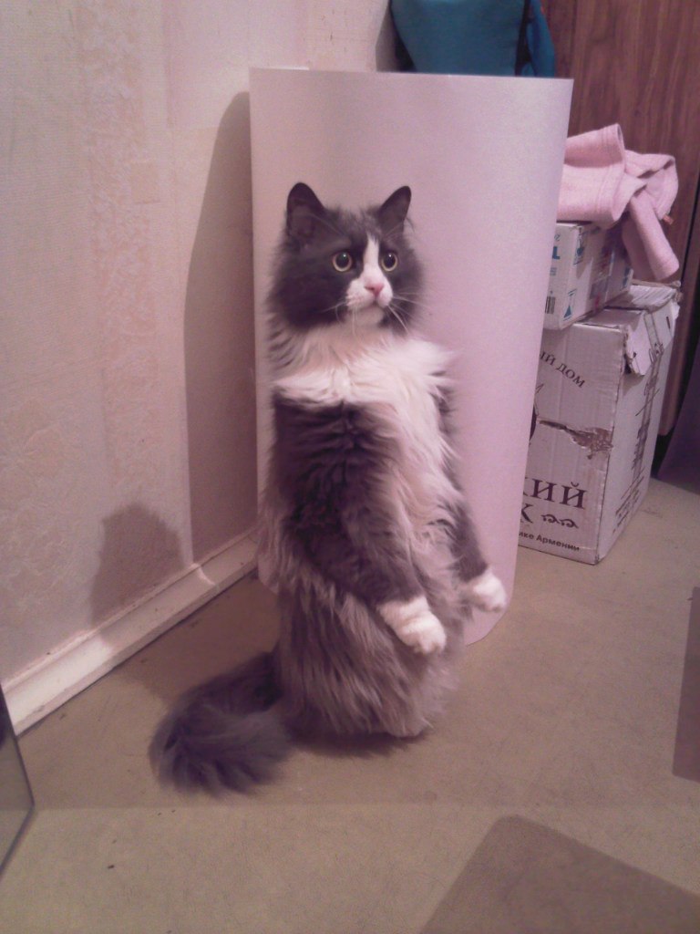 Светлана Белянкина | Сургут