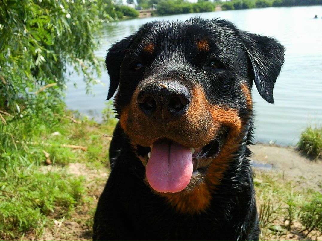 Евгений Габузян | Киев