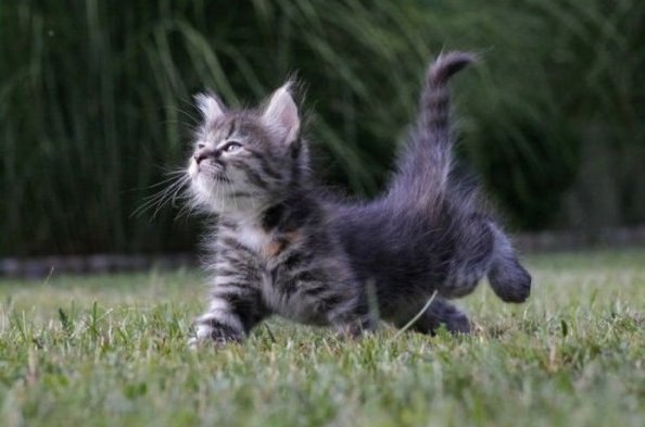 Александр Дубинский | Сумы