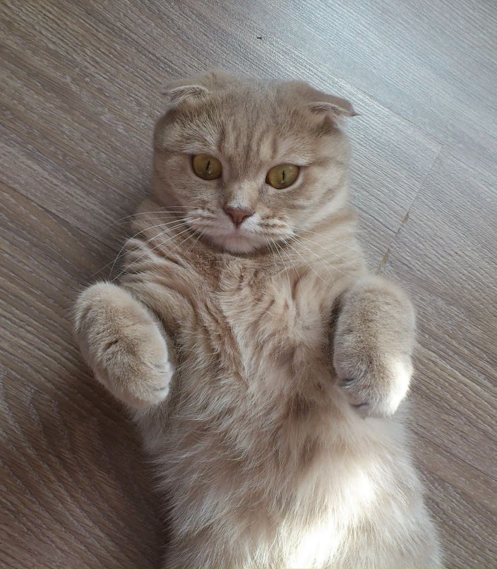 Александр Сорокин | 