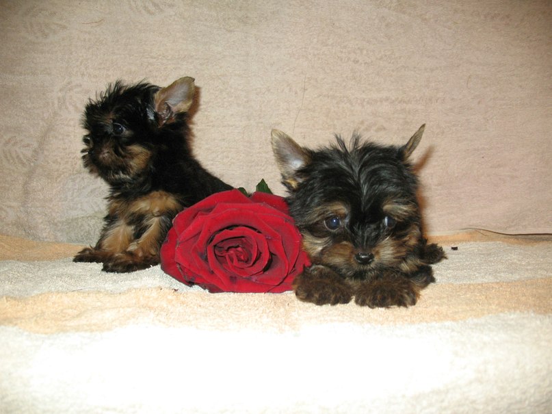 Надежда Прудникова | Подольск