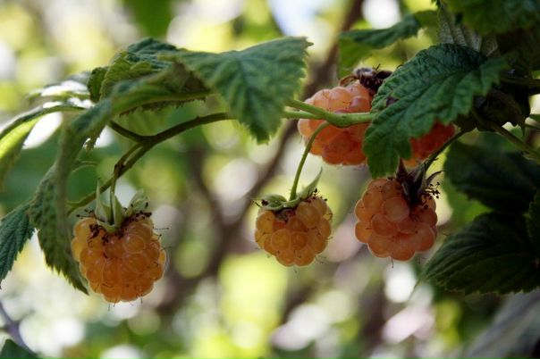 №9, Татьяна Старикова №9, Татьяна Старикова