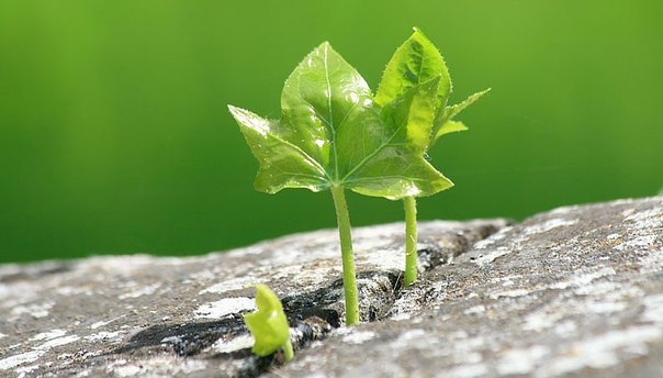 Владимир Труш | Мурманск