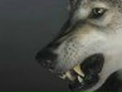 Антон Седунов | Сыктывкар