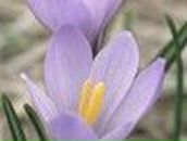 Карина Диденко | Глухов