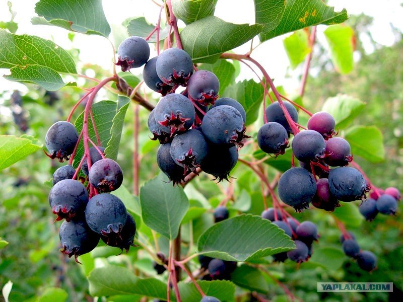 Дмитрий Корунный | Псков