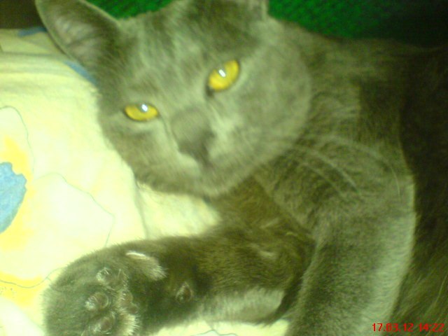 Игорь Стулень | Киев