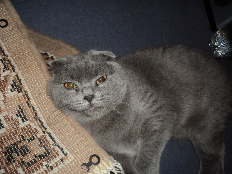 Катя Котова | 