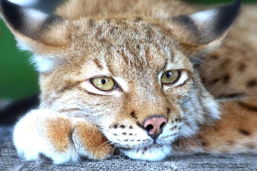Роза Юсупова | Санкт-Петербург