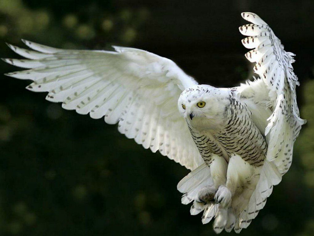 Александра Спирина | Санкт-Петербург