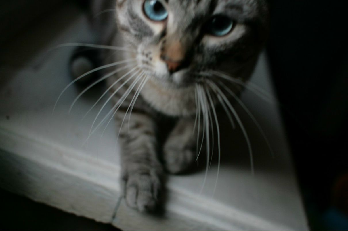 Дмитрий Романов | Смоленск