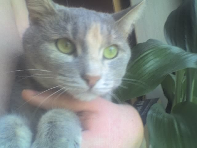 Елена Ставцева | Орёл