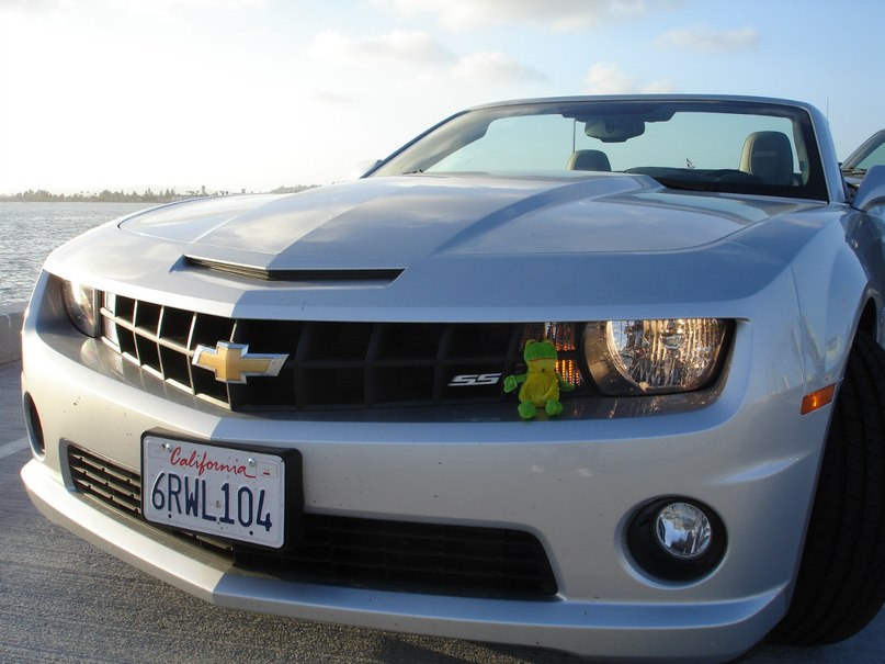 Лягуха Зырящая | Санкт-Петербург