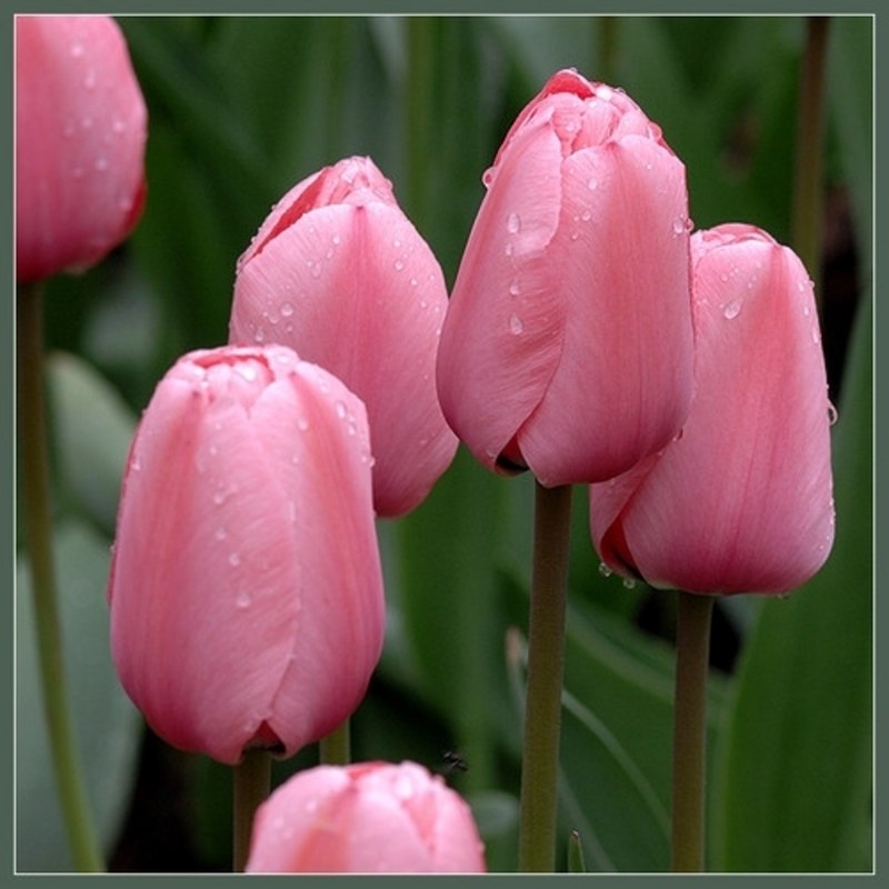 Дилюза Максютова | Уфа