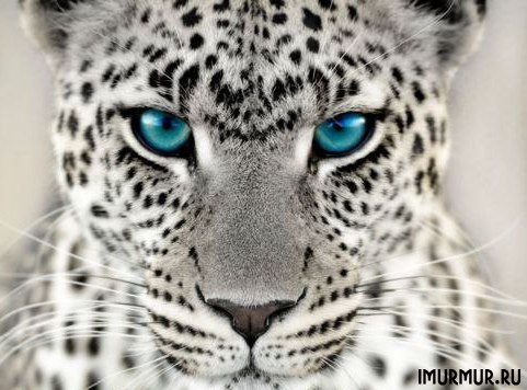 Александра Жигунова | Московское