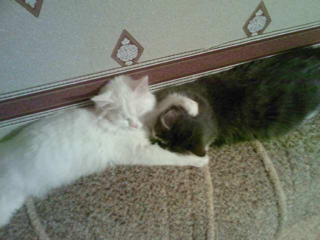 Катюшка Жевагина | 