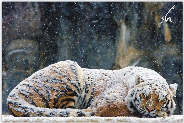 Оля Зеленская | Симферополь