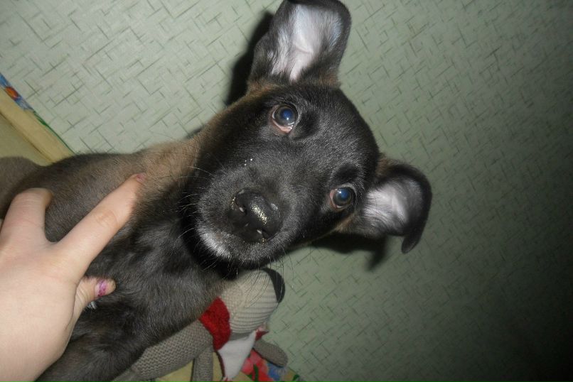 Анастасия Аношкина | 