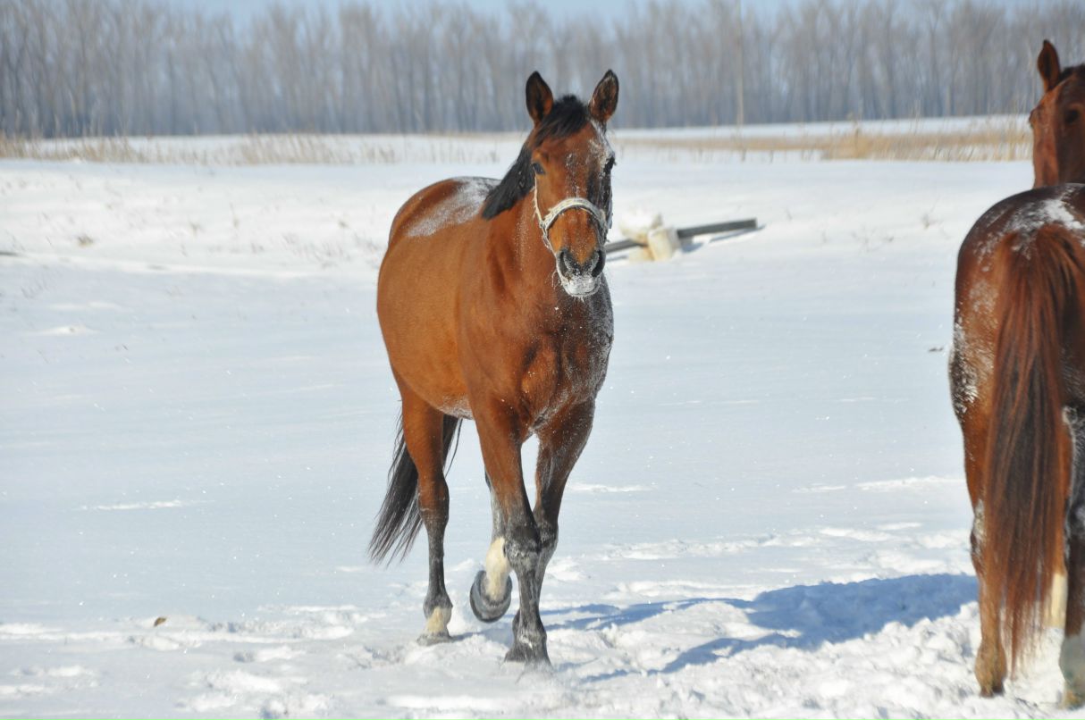 Олеся Кутовая | 