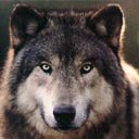 Вячеслав Бондарев | Белгород