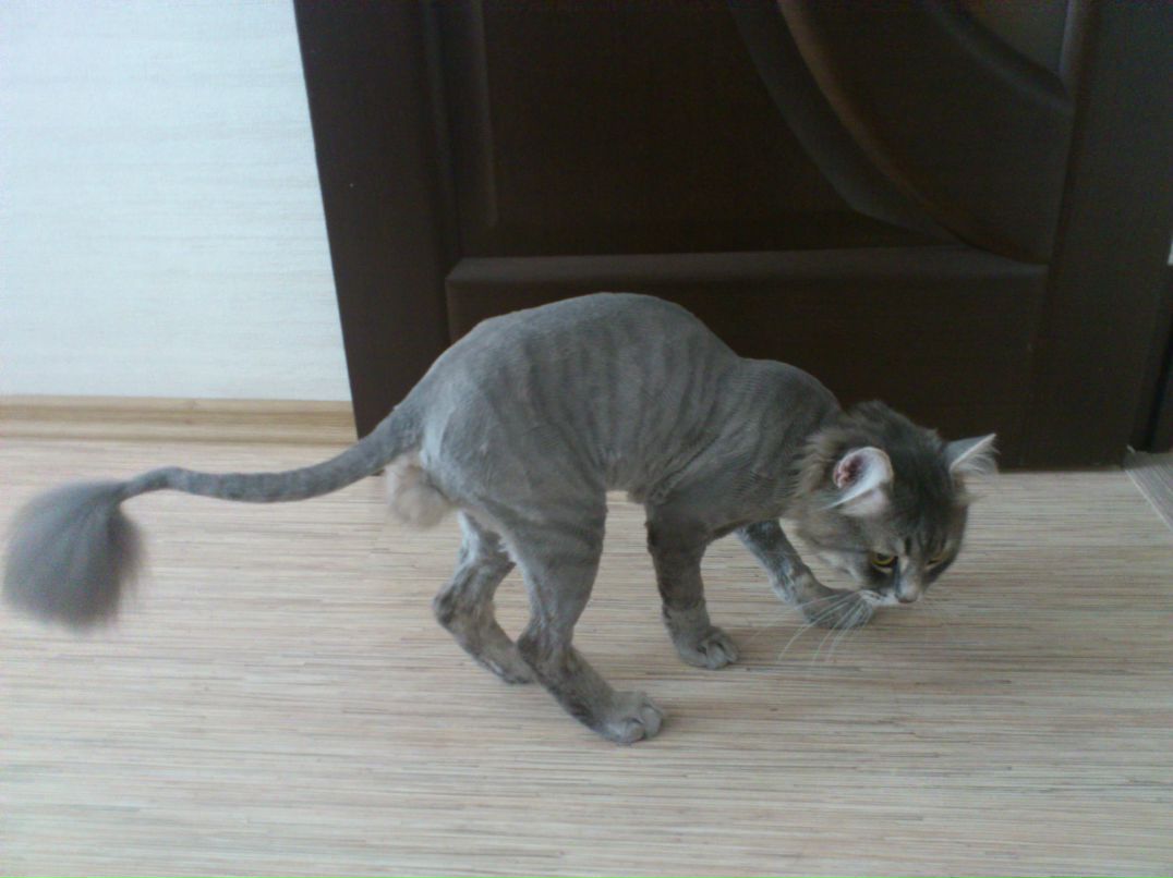 Мария Арканова | Салехард