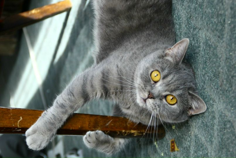 Ivan G. | Томск