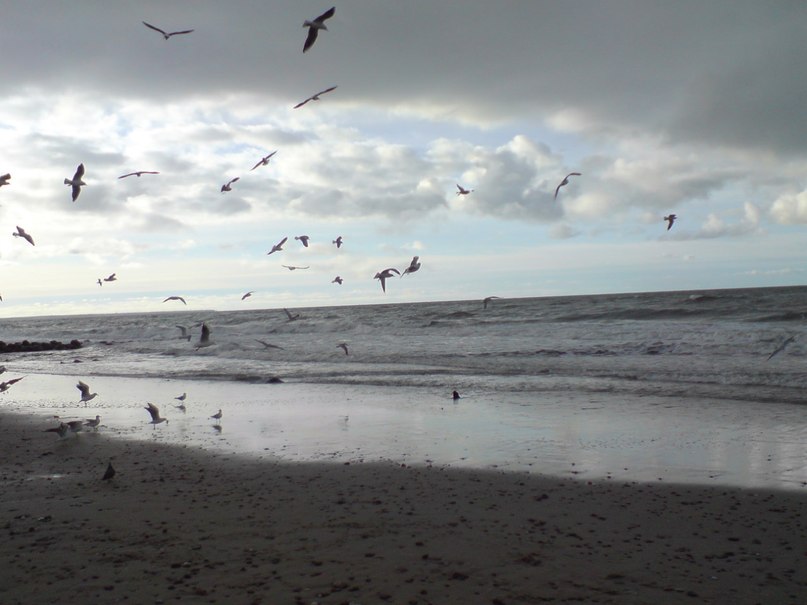 Светлана Шитикова-Гуськова | Калининград