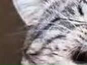 Виктория Медведева ♥Ƹ̴Ӂ̴Ʒ♥!КЫСЬ-МУРЫСЬ!♥Ƹ̴Ӂ̴Ʒ♥ | Мирный