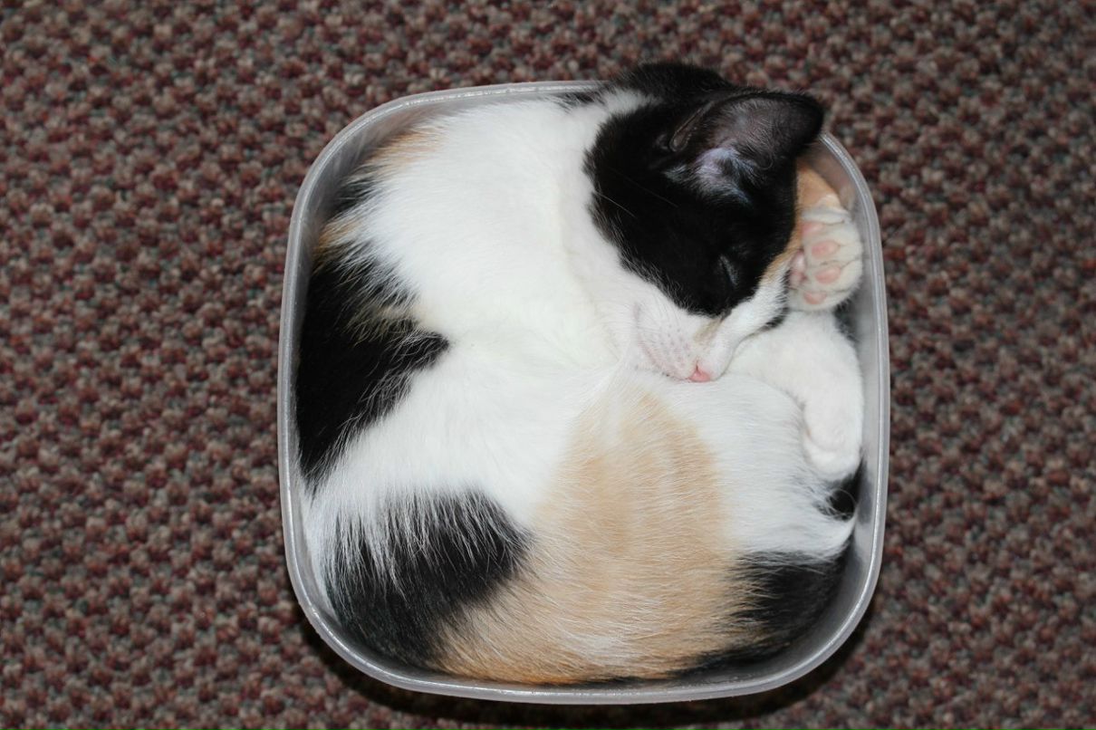 Инна Романова | Тюмень