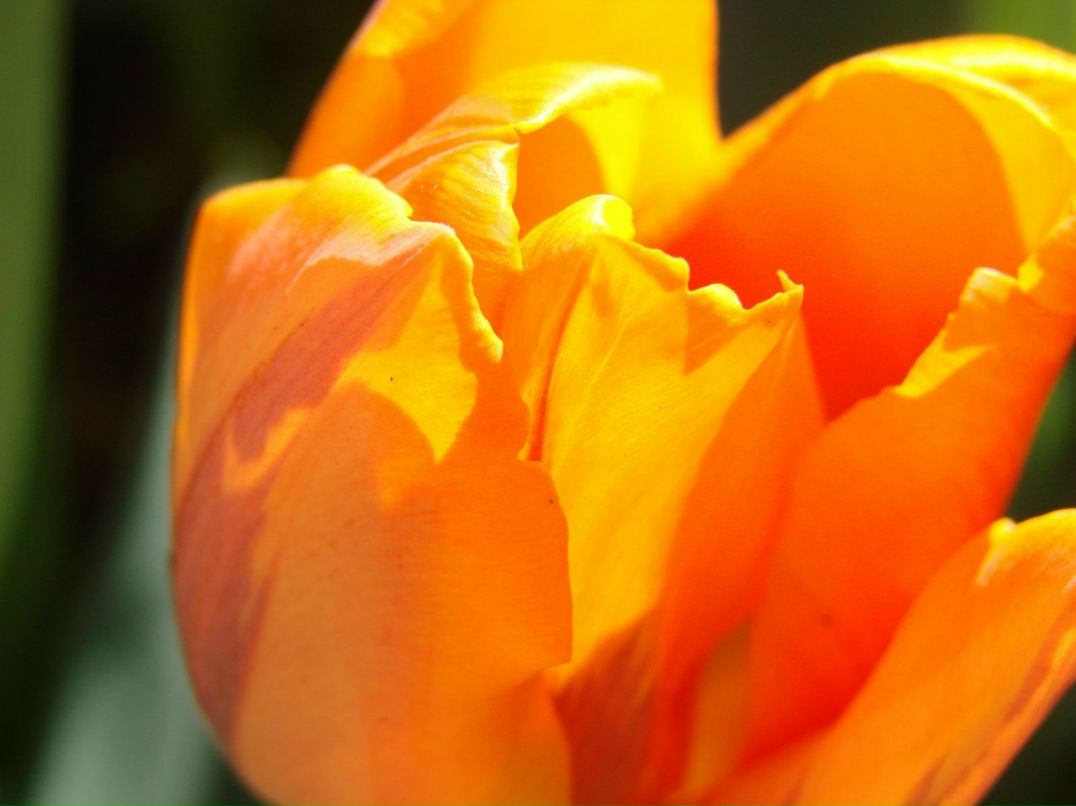 Алиса Волкова | Санкт-Петербург