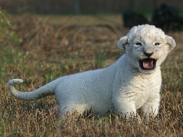 Михаил Кочетыгов | Москва