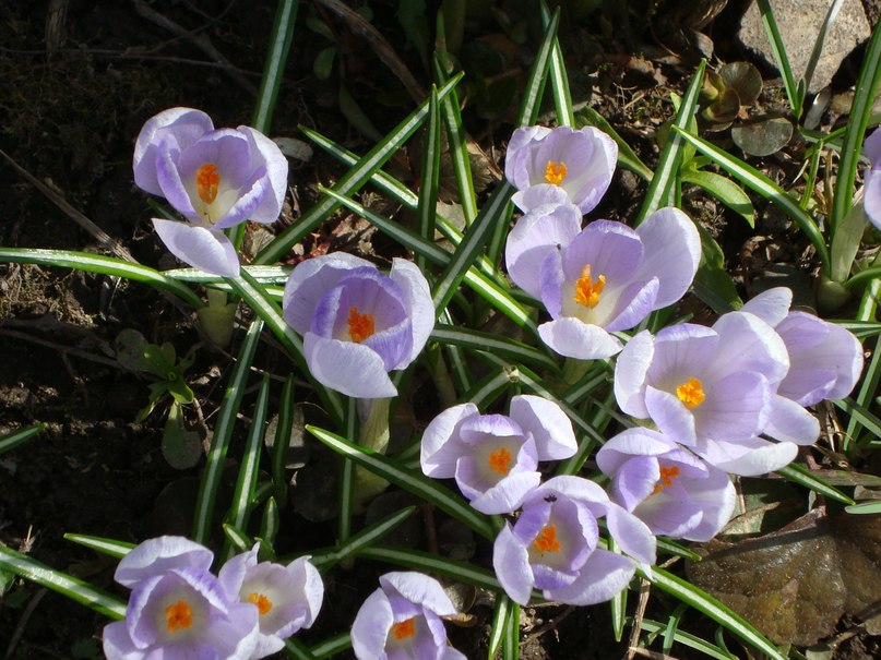 Анна Шишкарева | Москва