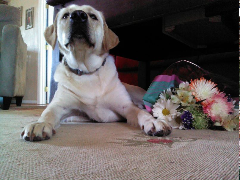 Юлия Лагодич | 