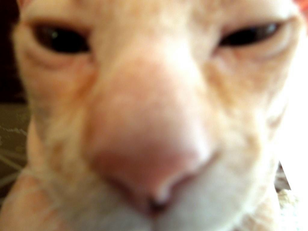 Ирина Воронина | 