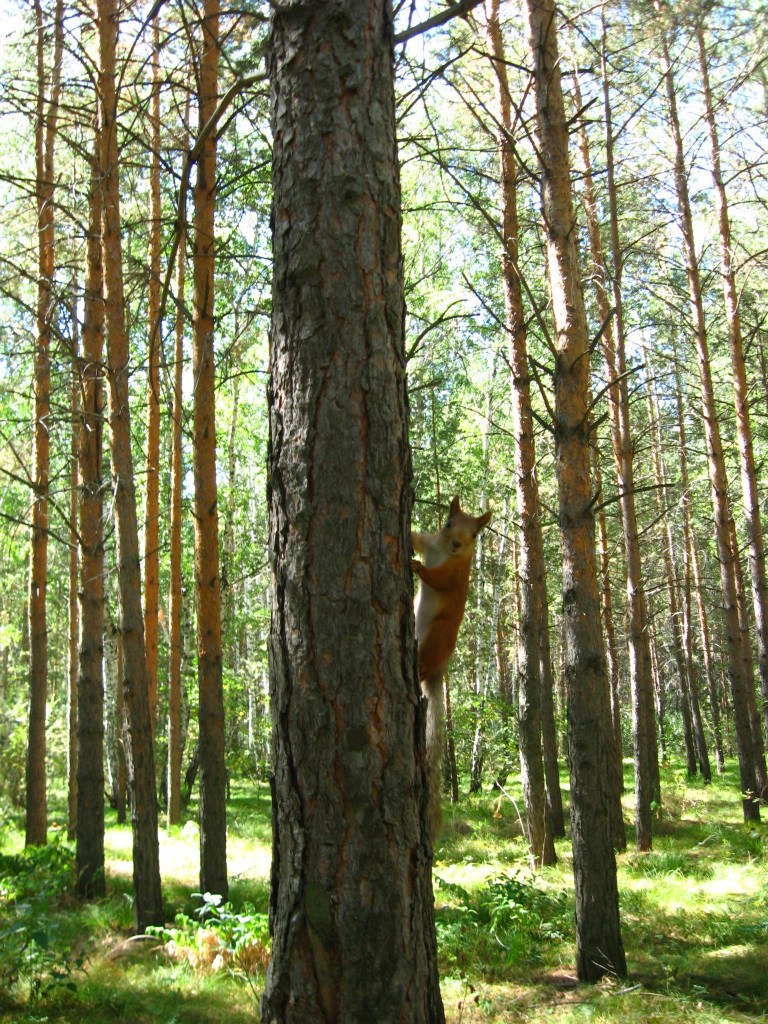 Марина Лукоянова | Ижевск