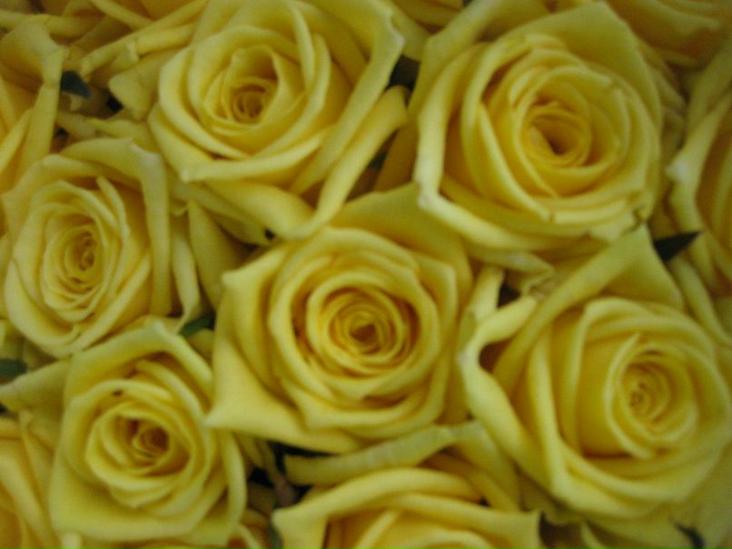 Алина Ефасова | Перемышль