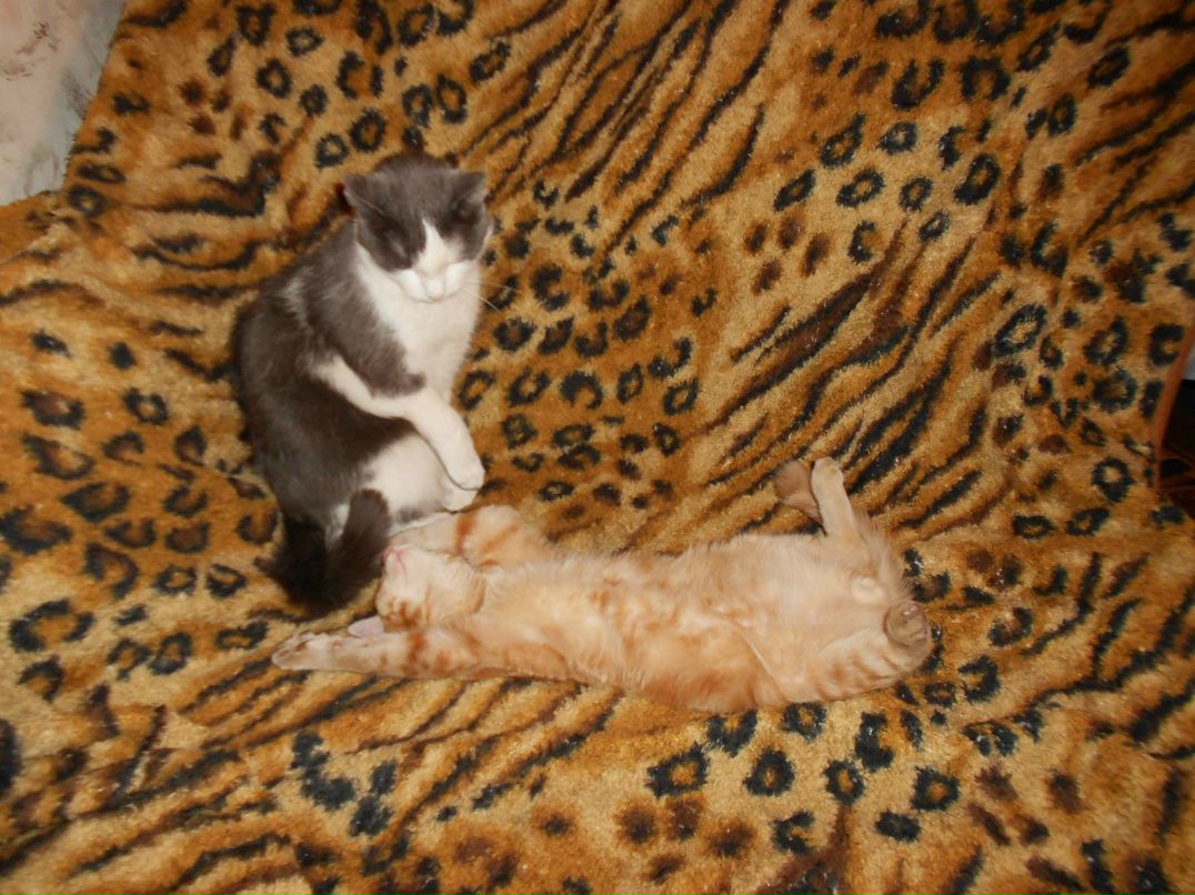 Константин Кряжев | Красногорск