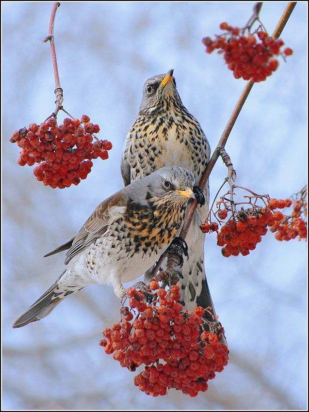 Галина Левина | Санкт-Петербург