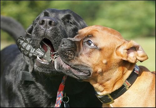 Алексей Сосновский | Соколиное