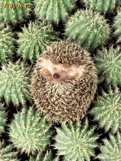 Елизавета Калугина | Москва