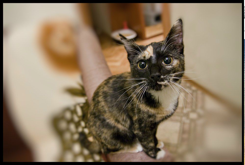 Александр Власов | Москва