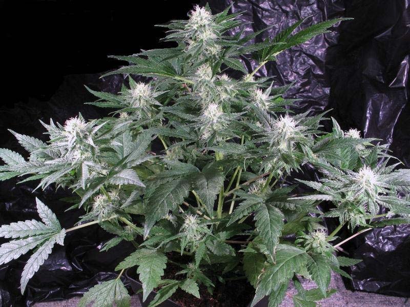 Сергей Барик | Rio de Janeiro