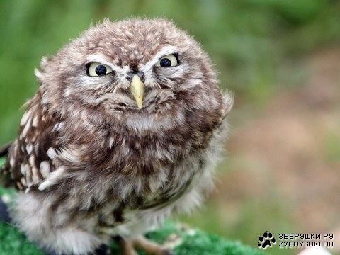 №8, Светлана Нам, 42 года, Алматы, Казахстан №8, Светлана Нам, 42 года, Алматы, Казахстан