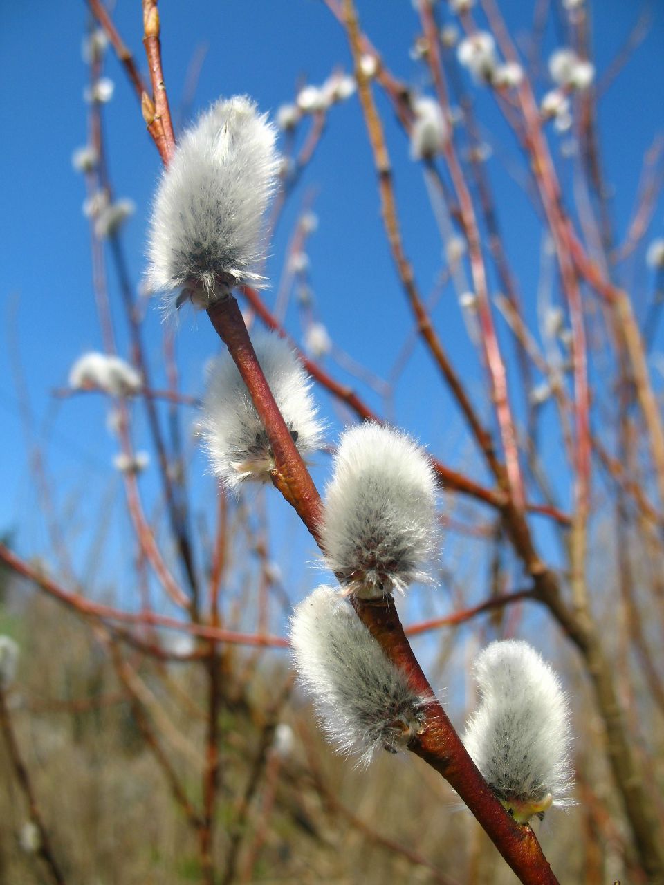 Ирина Малышева (Сухорукова) | Санкт-Петербург