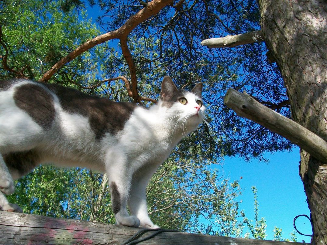 Ирина Миронович | Петрозаводск